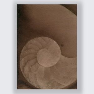 Original ACEO - Miniature Sea Shell Shell Painting - Nautilus Shell 604